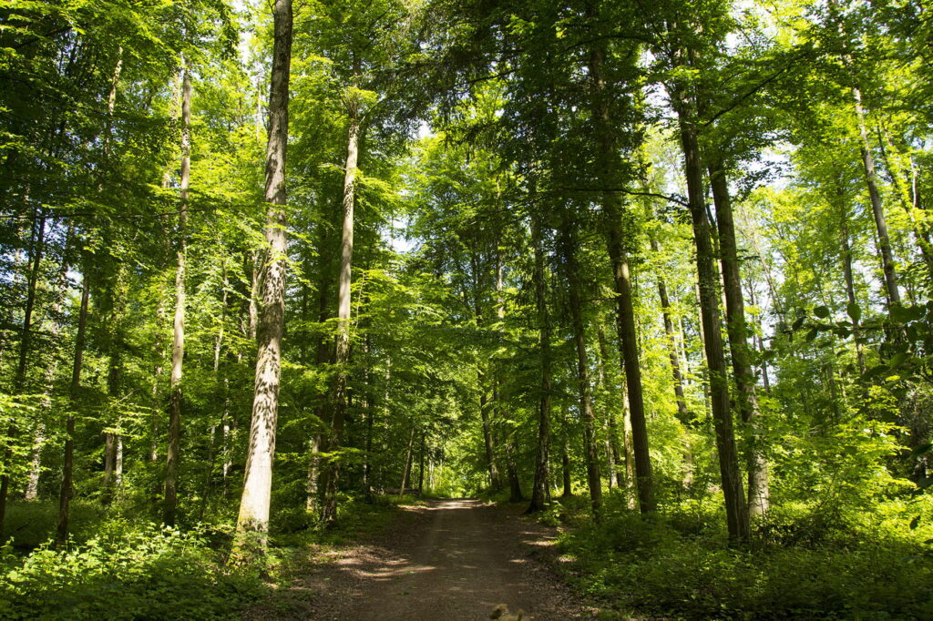 Panorama_Lorettowald_Spitalstiftung Konstanz